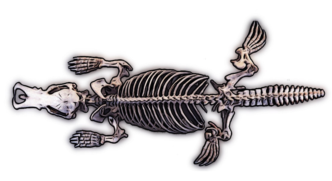 Platypus skeleton neo trad tattoo idea.
